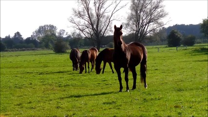 Some horses grassing on a field