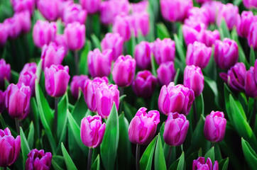 Violet, purple, lilac tulips background. Summer and spring concept, copy space. Tulip flowers field in sunlight. Soft selective focus.