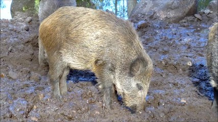 Some juvenile boars searching for food
