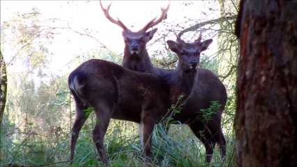 Some male Sika Deers standing on a little hill