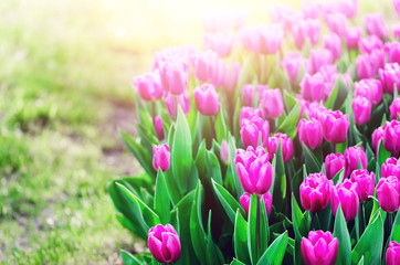 Obraz premium Violet, purple, lilac tulips background. Summer and spring concept, copy space. Tulip flowers field in sunlight. Soft selective focus.