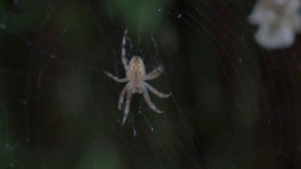Spider in web in the evening