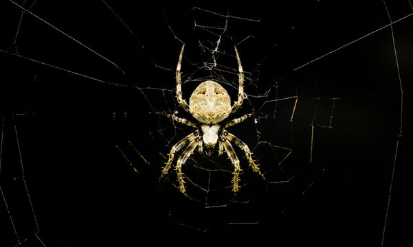 Closeup of spider garden sits on the web. Selective focus and crop fragment.