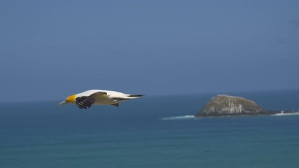 Tracking a Gannet bird flying, off the coast