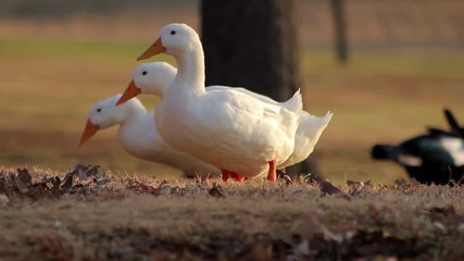 Three White Campbell ducks search through the grass near sunset on an autumn day, ending up of the park sidewalk