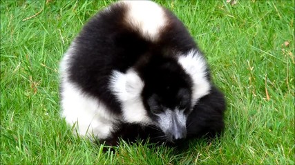 tired black and white ruffed lemur laying in grass