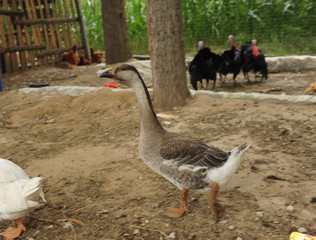 goose