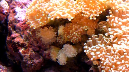 tropical Anemones and a Red saddleback anemonefish