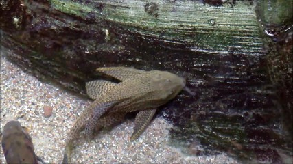 tropical catfish species on an underwater rock