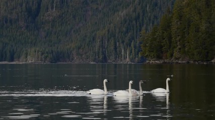 Trumpeter swans swimming