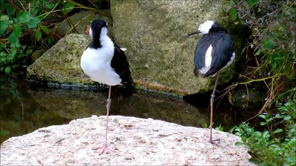 Two black-necked stilts cleaning themselves on a stone beside the water