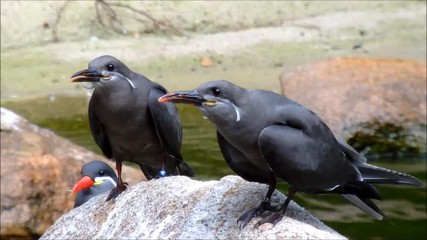 Two Juvenile Inca terns sitting on a rock