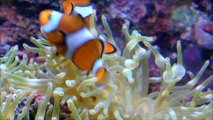 Two clownfishes swimming around in a Anemone