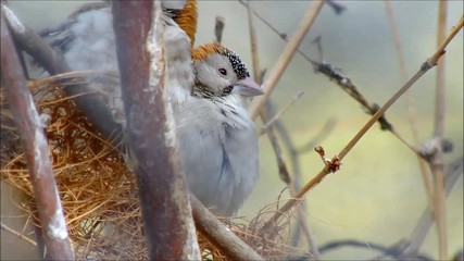 Two male long-tailed paradise whydahs in their eclipse plumage