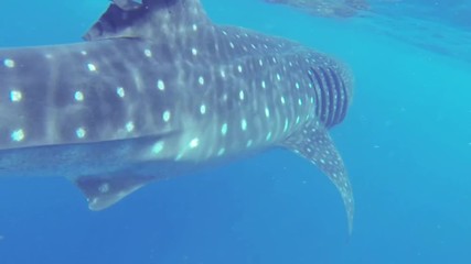 whale shark feeding on plankton off the coast