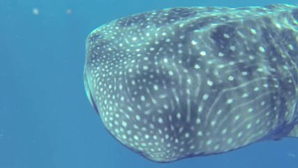 whale shark close up