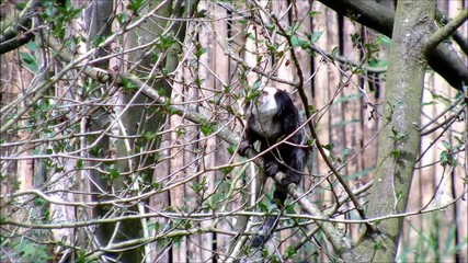 white headed marmoset sitting between branches