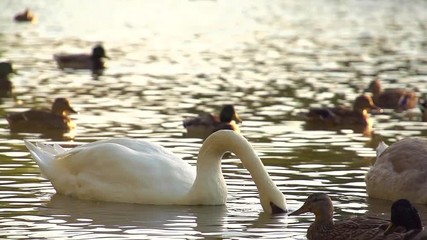 white swan takes it head out of the pond water while it is eating