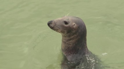 Wild Grey Seal