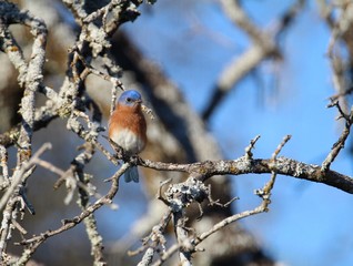 Eastern Bluebird