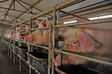 The farm pigs