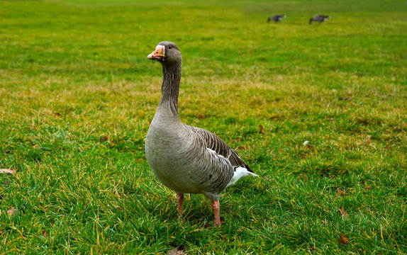 Goose on the green grass