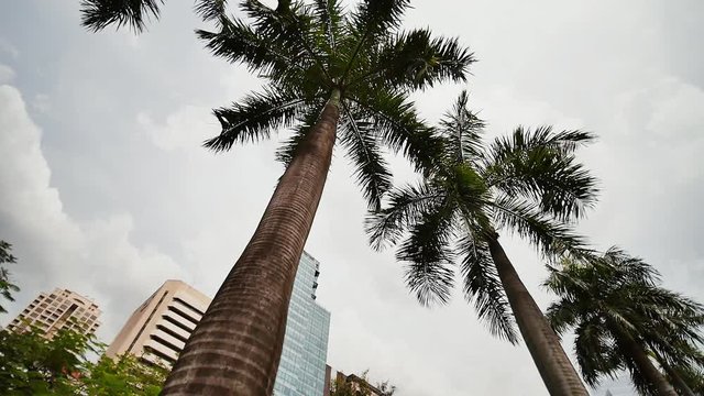 Gardens and skyscrapers seen at Ayala Triangle Park, in Makati, Metro Manila.