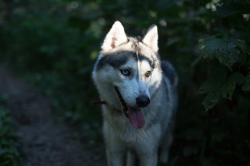 Portrait of Mysterious Gray Dog breed Siberian Husky with different eyes (blue and brown) walking in summer forest in the evening