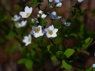ユキヤナギの花