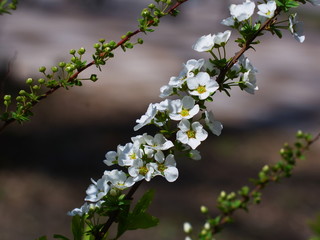 ユキヤナギの花