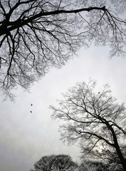 Stormy winter cloudy sky seen through leafless trees and two crows fly overhead.