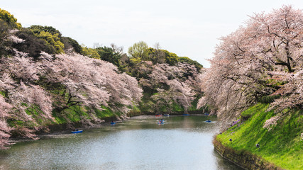 Fototapeta na wymiar Chidorigafuchi park during the spring season.