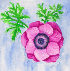 Hand painted element for design. Watercolor anemone flower. Botanical detail for cards, poster, scrabooking, web, invitations.