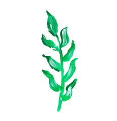 Hand painted element for design. Watercolor leaf. Botanical detail for cards, poster, scrabooking, web, invitations.
