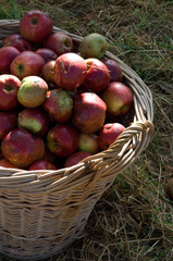 pommes fruit panier alimentation vitamines