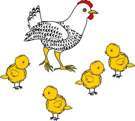 White hen with small yellow chicks on white background