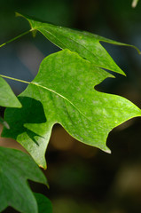 feuille vert nature arbre bois