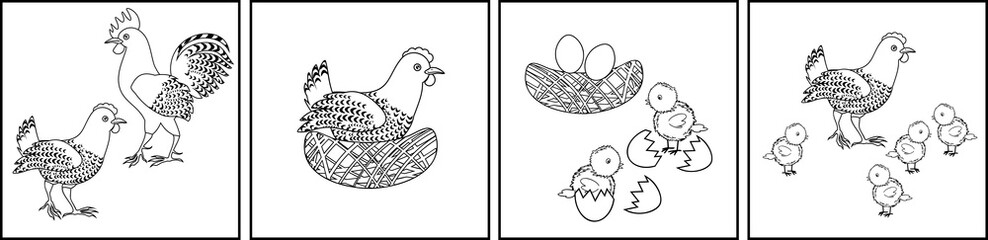 Chicken life cycle. Stages of chicken growth from egg to adult bird