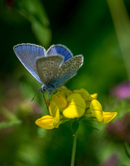 Common blue on flower