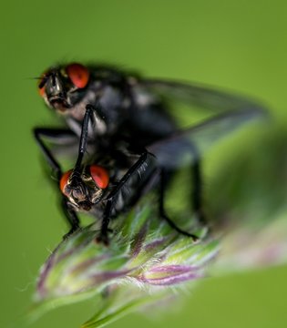 Two black Flies