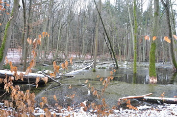 der Winter im Buchenwald