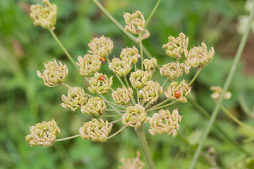 Many little ladybugs on a plant