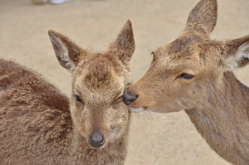 鹿のキス〜仲良し２匹