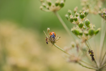 A little ladybug on a plant