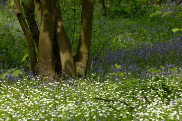environnement fleurs printemps bois arbres foret