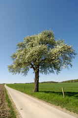 Weris poirier arbre printemps Wallonie Belgique