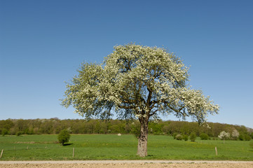 Fototapeta na wymiar Weris poirier arbre printemps Wallonie Belgique