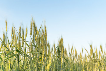 Close up image of  barley corns growing in a field