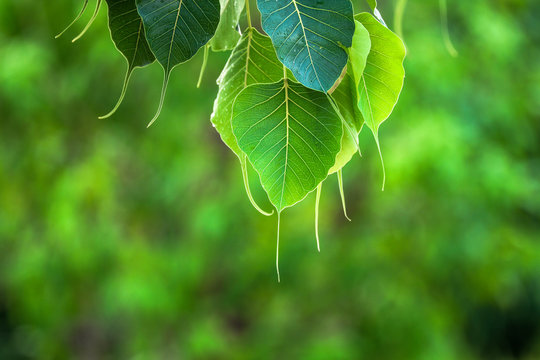 Green leaves of the Bodhi tree