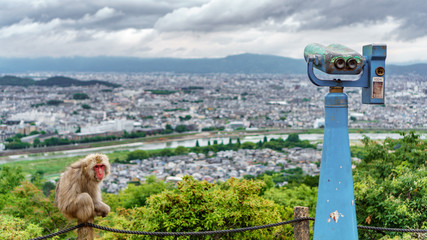 Kyoto from Arashiyama mountain with monkey and binoculars © F.C.G.